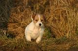 JACK RUSSEL 388